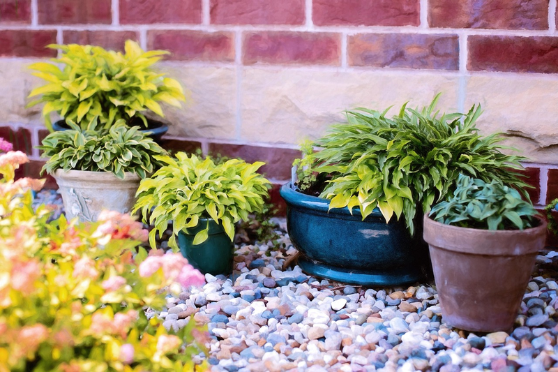 Plants in flowerpots