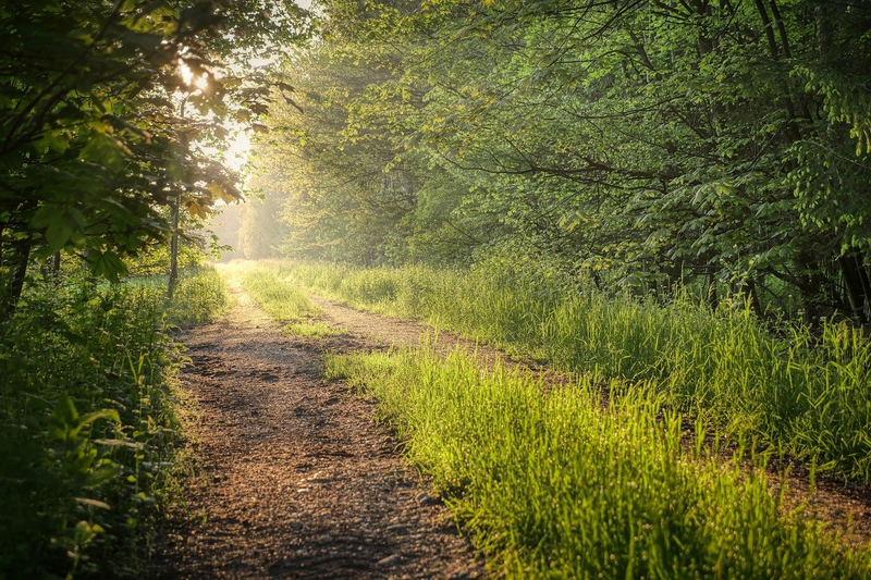 Secret Pathway in Garden