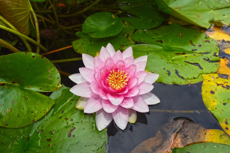 Colorful Blooms in Garden